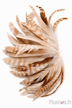Hahnenschlappen chinchilla gebleicht - 13-18 cm - creme braun
